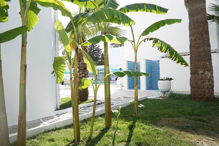 Casa Aria Hotel Gumbet Exterior photo